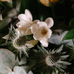 Flowers on wicker coffin